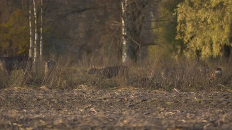 Herde-Von-Weißwedelhirschen,-Die-Sich-Durch-Trockene-Vegetation-Auf-Einer-Wiese-Bewegen---Low-Angle-Wide-Long-Shot