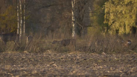 herd of white tailed deer moving through dry vegetation on a grass field - low angle wide long shot