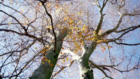 upward view of autumn trees with leaves against a clear blue sky