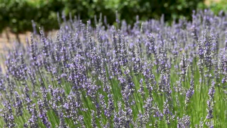 Dichter-Schuss-Von-Bienen-Und-Blühendem-Lavendel,-Der-In-Einer-Sanften-Brise-Weht-1