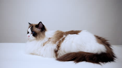 gato ragdoll enfriando y mirando a su alrededor en la mesa, gatito bicolor de pura raza, mascota hermosa y esponjosa con ojos grandes, raza doméstica, animal único, amigo peludo
