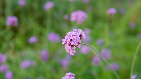 Verbena-Bonariensis-Ist-Ein-Mitglied-Der-Familie-Der-Eisenkrautgewächse,-Das-Als-Blühende-Einjährige-Oder-Krautige-Mehrjährige-Pflanze-Kultiviert-Wird