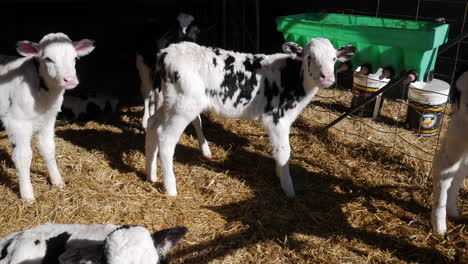 calves in enclosure waiting to be fed
