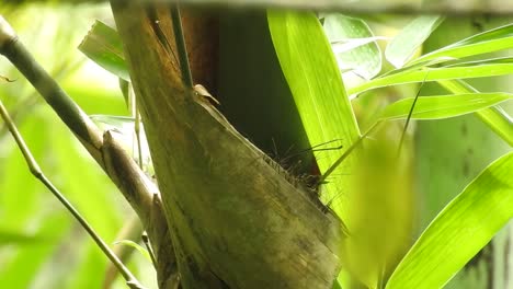 a worm flycatcher bird is carrying insect food in the nest