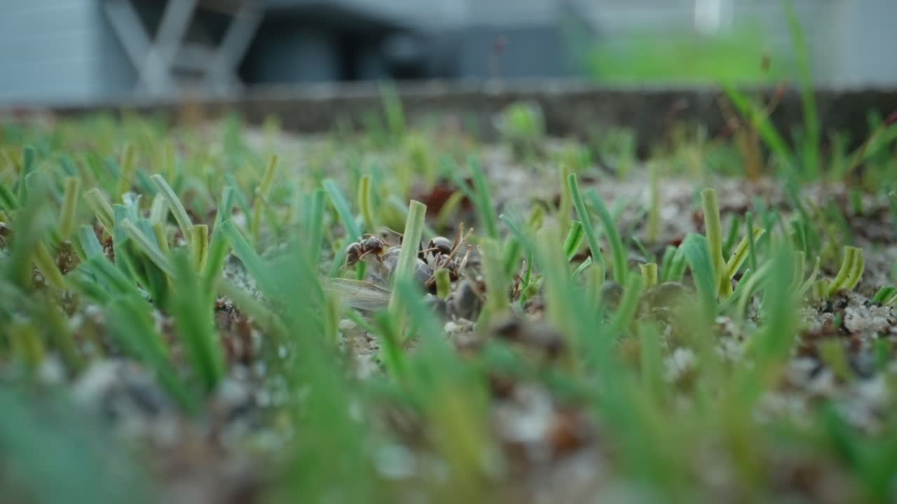 Multiple ants gather and crawl over green plant nodes in a textured macro nature