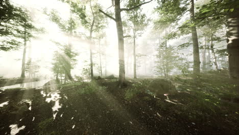Sonnenlicht-Im-Grünen-Wald-Im-Nebel-Im-Frühling