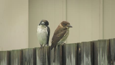 Butcherbird-and-Juvenile-Butcherbird-Perched-On-Fence-Raining-Australia-Gippsland-Victoria-Maffra-Daytime