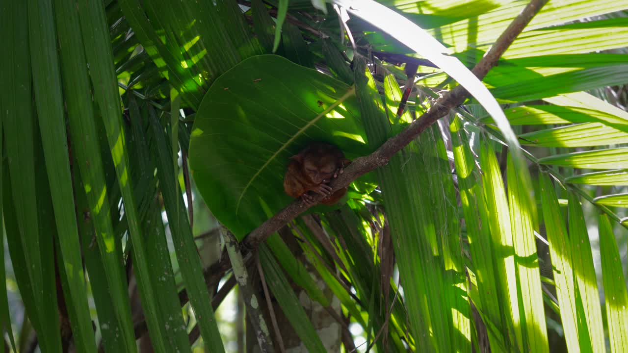 adorable tarsio descansa a la sombra de una gran hoja de bosque tropical con hojas de palma al mediodía