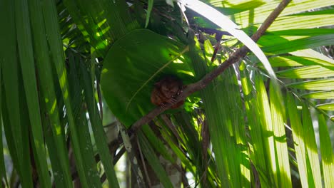 adorable tarsier rests in shade of large tropical forest leaf with palm fronds at midday