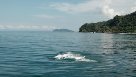 Ballena-Bebe-En-Tour-De-Avistamiento-Del-Océano-Costa-Rica