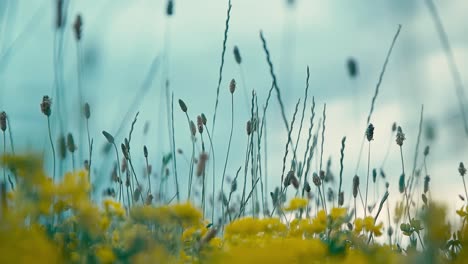 blooming flowers with white, green, yellow blowing flowers sunset in a bright day