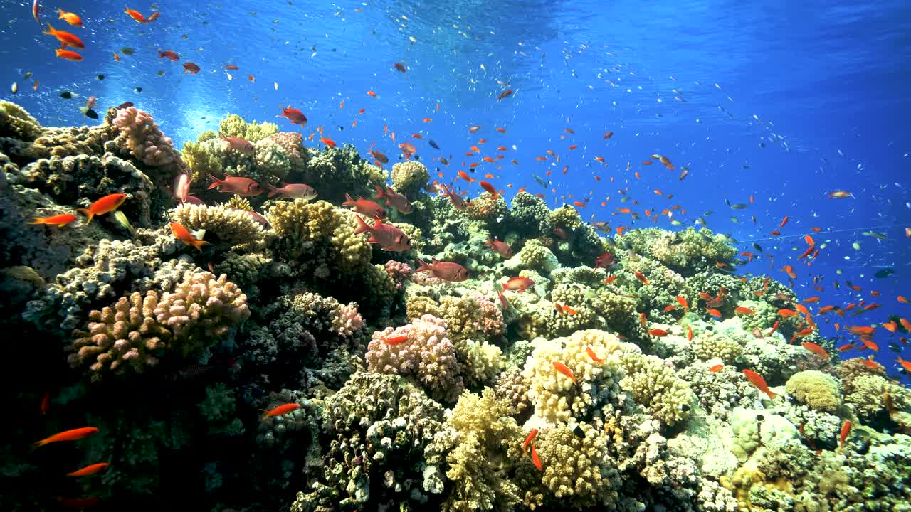 hermoso paisaje de arrecife de coral tropical con escuela de peces rojos nadando