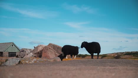 Curious-sheep-wandering-around-in-the-same-place,-eating-and-looking-around