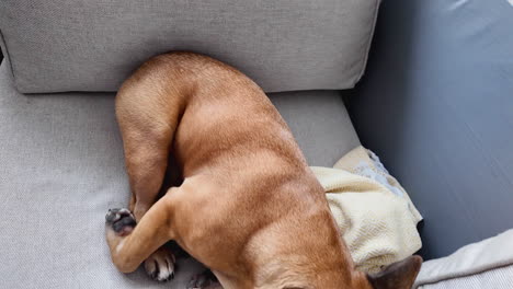 relaxed brown dog napping on a grey couch with a chewed-up blanket