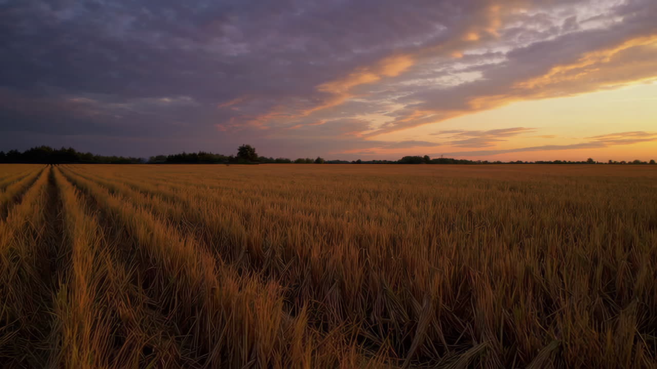金色の夕暮れが小麦畑の上に