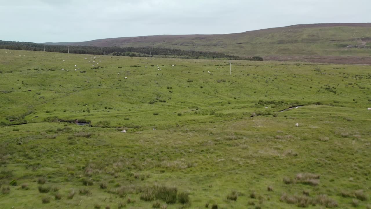 Toma con dron avanzando rápidamente sobre hierba alta, inclinándose para mostrar el ganado en las crofts