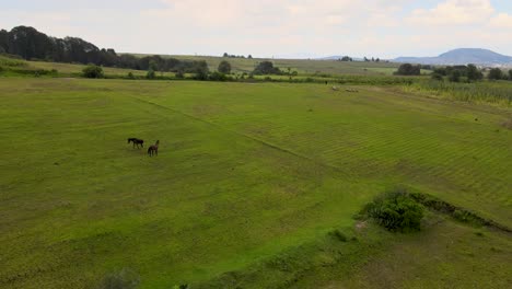 imágenes aéreas de hermosos caballos pastando en el campo verde en cámara lenta