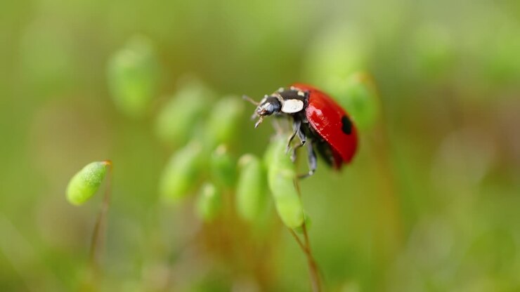 Fauna selvatica del primo piano di una coccinella nell'erba verde nella foresta