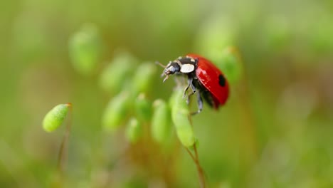 Close-up-wildlife-of-a-ladybug-in-the-green-grass-in-the-forest