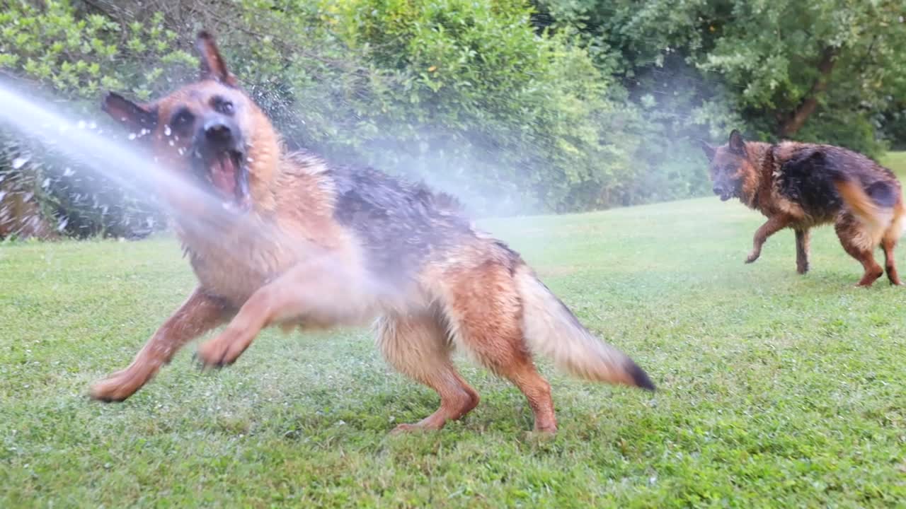 물 호스, 셰퍼드, 독일, 슬로모 에서 물 을 뿌리려고 하는 두 마리 의 개 의 영화적 인 느린 동작  ⁇
