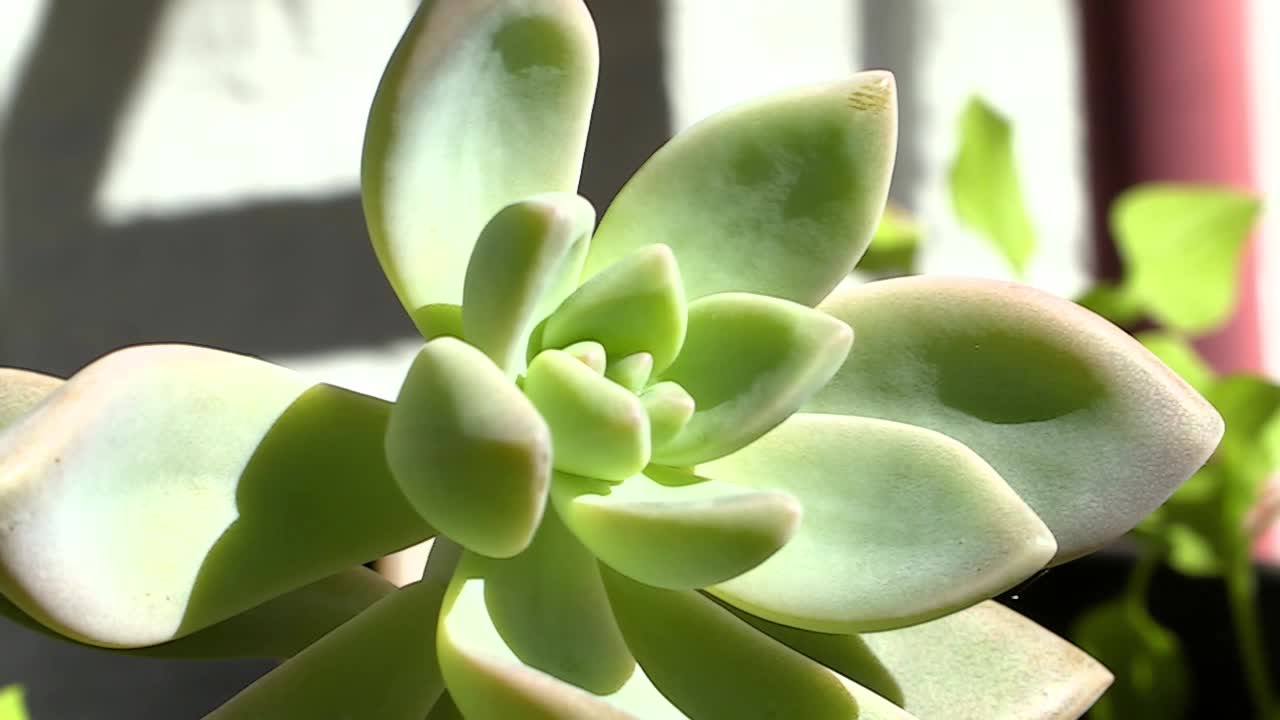 햇볕에 즙이 많은 식물