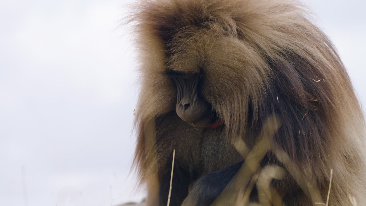 Portrait Of Gelada Monkey (Theropithecus gelada) Eating Grass In Simien Mountains National Park, Ethiopia. Close-up Shot