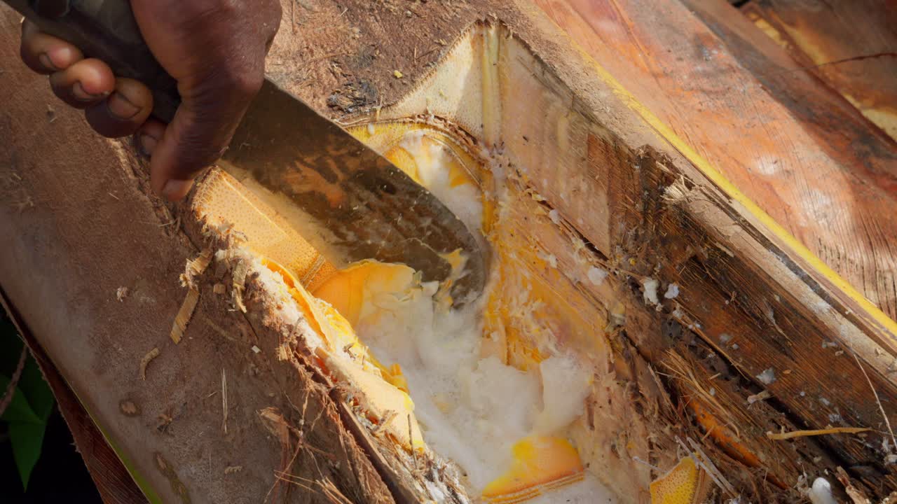 slow motion of machete cutting palm tree trunk for preparation of distilled palm wine called akpeteshi or burukutu traditional in Ghana Africa