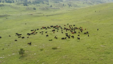 black angus cattle herd on remote pasture grassland, jadovnik serbia, aerial