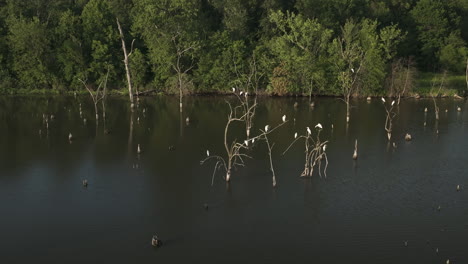 bandada de garzas blancas posadas en la rama del árbol en el río