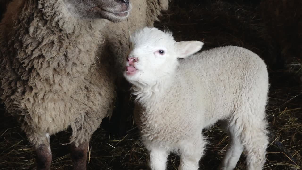 young lambs stand close together in a barn, surrounded by hay and adult sheep. Their soft wool and curious expressions capture a heartwarming rural farm scene.