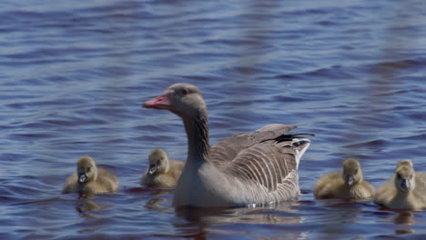 Close-up-of-Greylag-Goose-family-swimming-in-a-lake