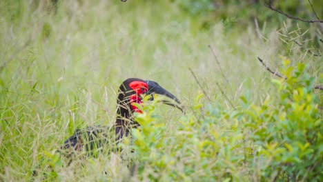 Southern-Ground-Hornbill-in-grass-holding-food-with-beak,-eating-it