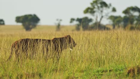 slow motion shot of beautiful lioness big 5 five prowling in low sun as the sun goes down, african wildlife in maasai mara national reserve, kenya, africa safari animals in masai mara