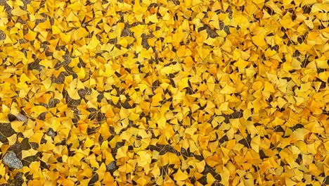 Schöner-Hintergrund-Aus-Goldenen-Ginko-Blättern,-Die-Auf-Dem-Boden-Liegen