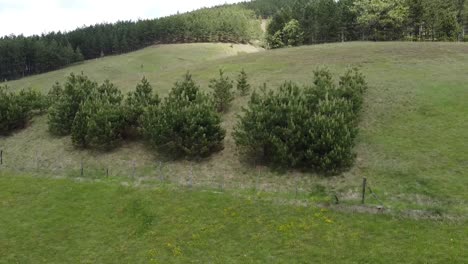 Green-meadow-and-forest-around