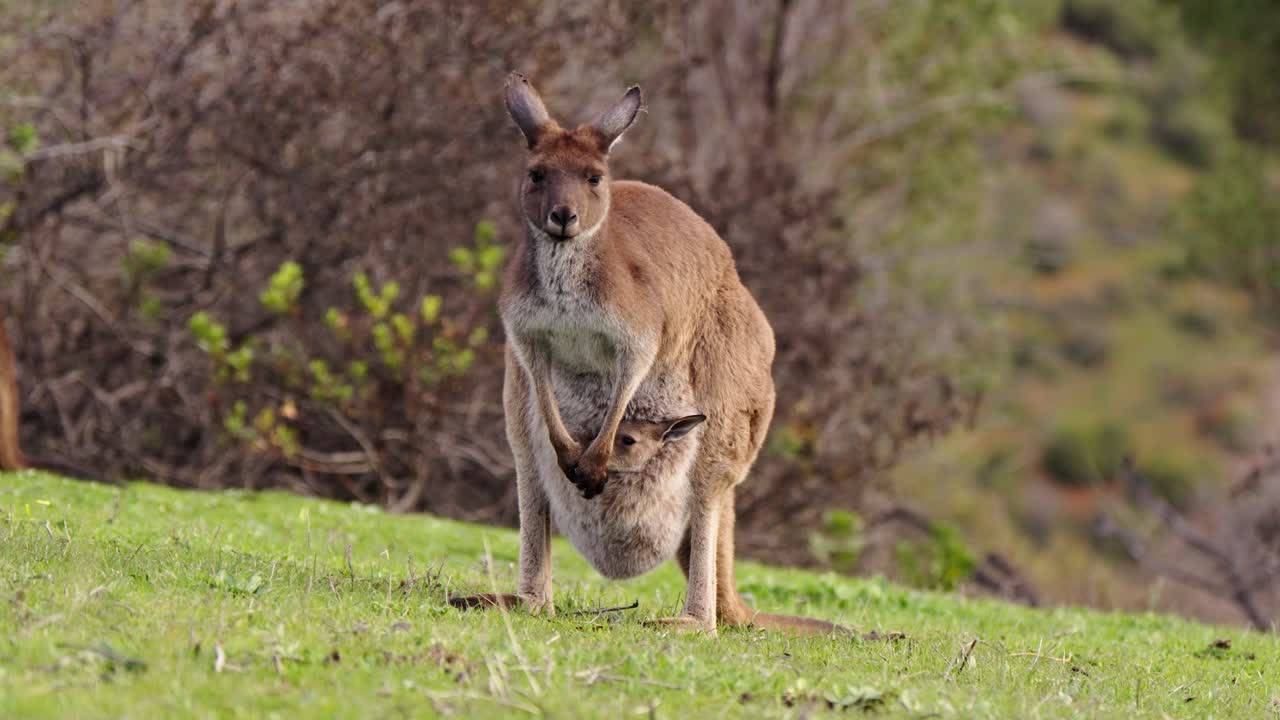 Wild kangaroo with baby joey stares at camera in scenic Adelaide Hills, South Australia