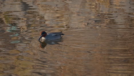 male eurasian teal duck eating swimming in shallow stream