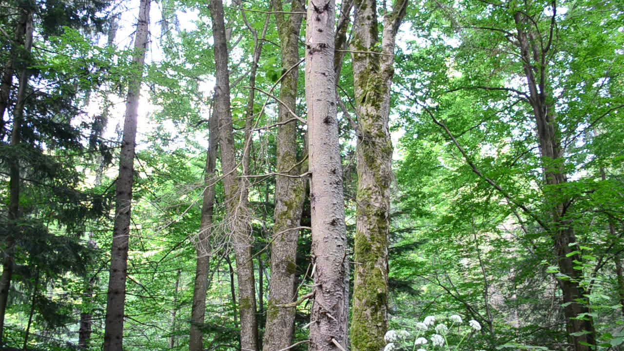 Riprese a Luglio. Il Bosco in Montagna