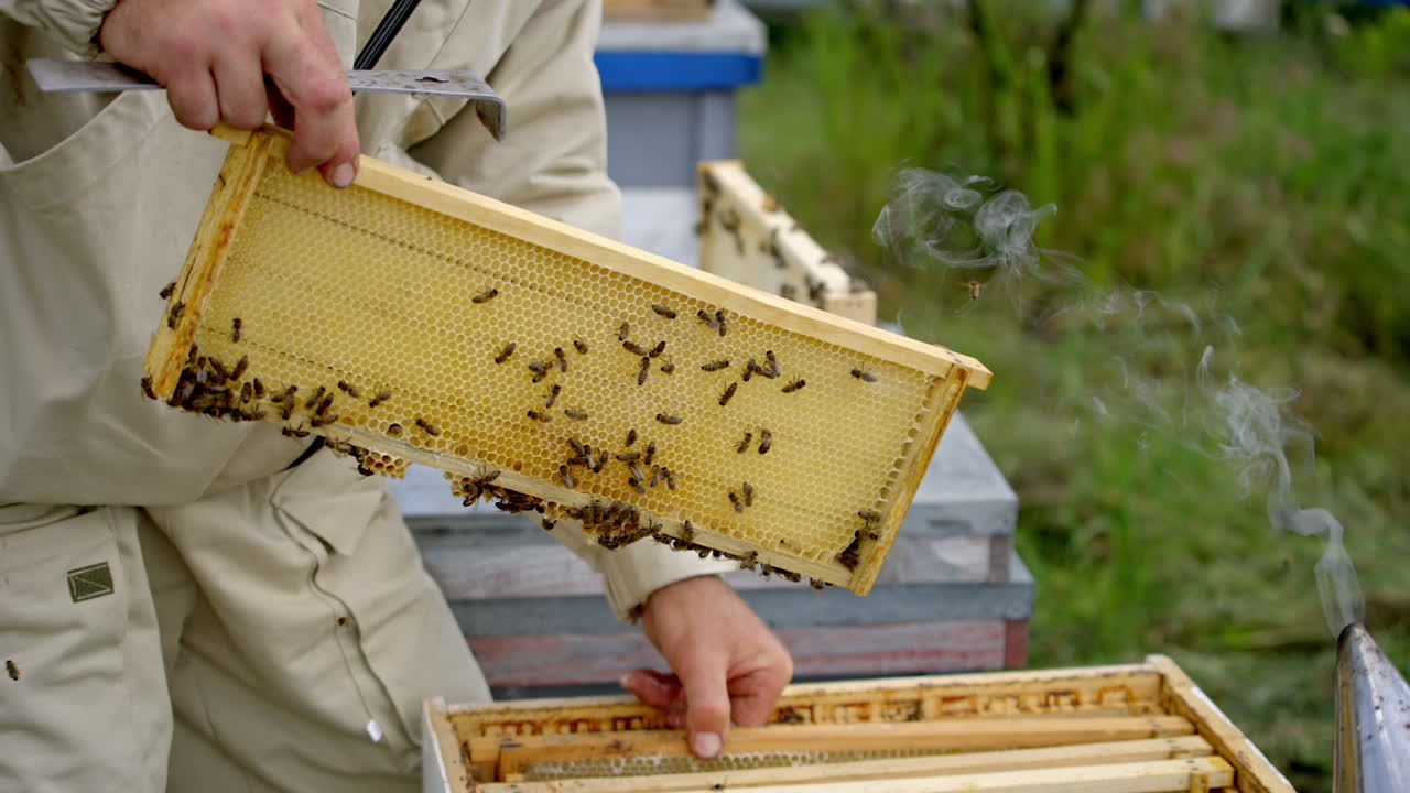 Beekeeper holding new frame with bees. Worker in suit examining bees in a beehive on the apiary. Removing excess honeycombs.