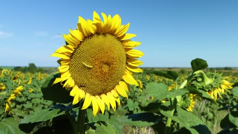oruga en un girasol bajo el cielo azul soleado