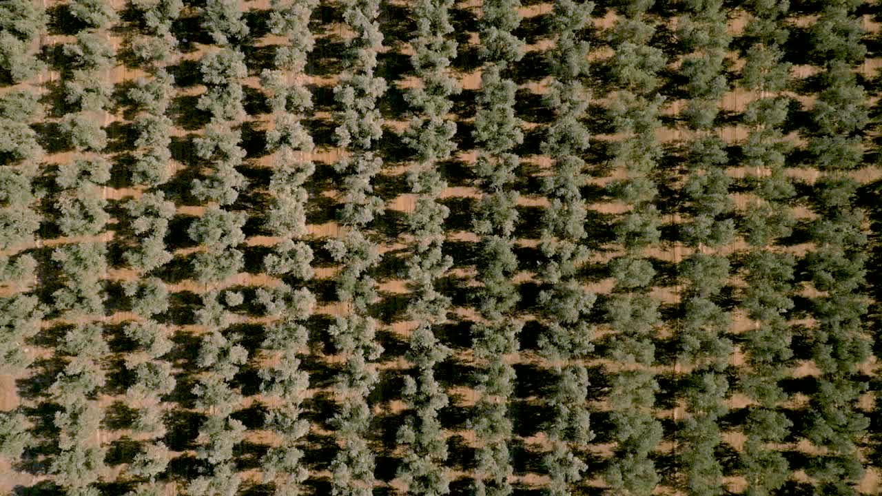 Plantation olive trees in a row from above. Aerial view on a plantation. Olive trees orchard