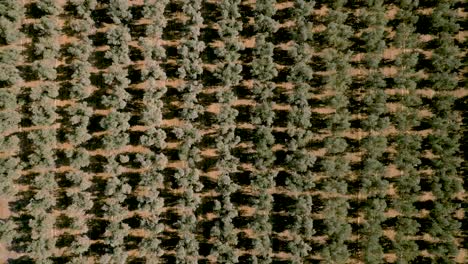 plantation olive trees in a row from above. aerial view on a plantation. olive trees orchard