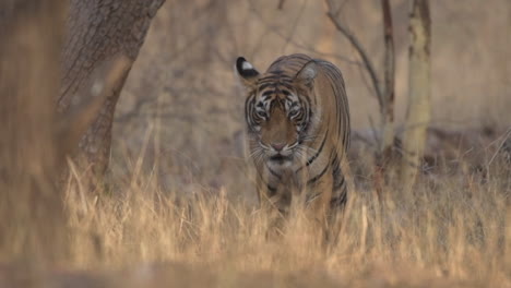 Una-Grabación-En-Cámara-Lenta-De-Un-Joven-Tigre-Real-De-Bengala-En-Su-Hábitat-Natural