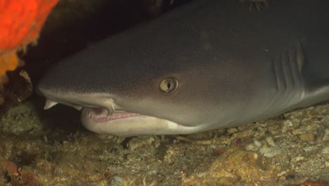 Whitetip-Reef-Shark-close-up