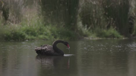 Black-Swan-in-the-lake.-Slow-motion