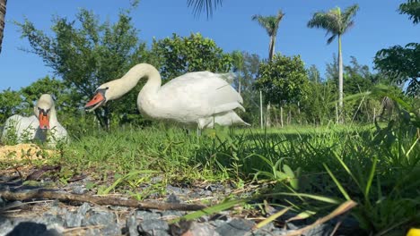 couple-of-white-swans-eating-and-taking-sun