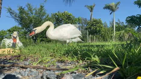 pareja de cisnes blancos comiendo y tomando sol