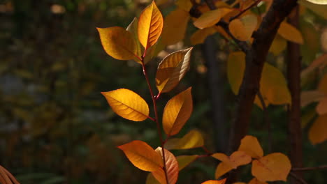 Pan-right-view-of-fall-yellow-autumn-colour-leaves-on-plant-in-garden