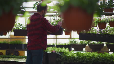 gardener transplants seedlings in greenhouse