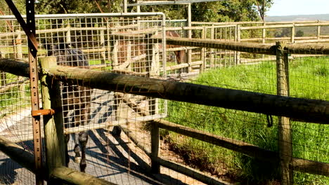 Racehorses-being-hot-walked-with-mechanical-hot-walker-on-stud-farm